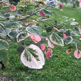 Eastern Redbud