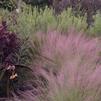 Ruby Muhly Grass
