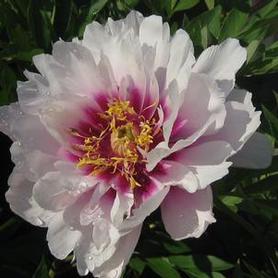 Itoh Peony
