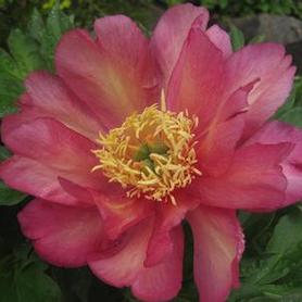 Itoh Peony