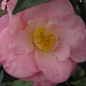 Camellia
