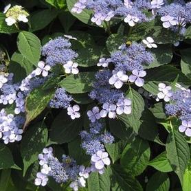 Sawtooth Hydrangea