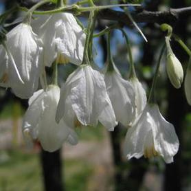 Two-winged Silverbell