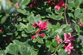Swamp Azalea