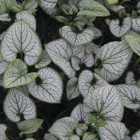 Heartleaf Brunnera