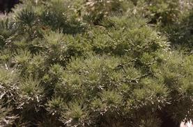 Artemisia schmidtiana Silver Mound
