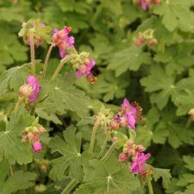 Bigroot Cranesbill