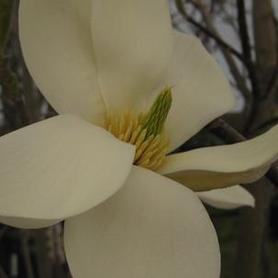 Magnolia