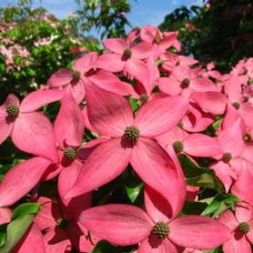 Kousa Dogwood