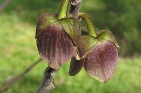 Asimina triloba Pennsylvania Golden