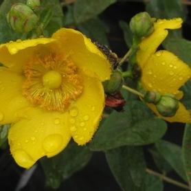 St Johnswort