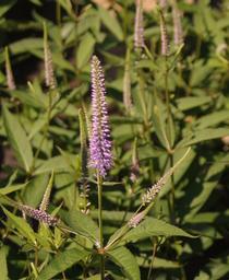 Culver's Root