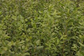 Highbush Blueberry