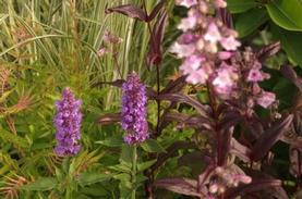 Agastache x Blue Boa