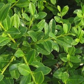 Japanese Holly