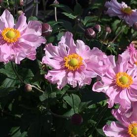Anemone x hybrida Fantasy&trade; 'Pocahontas'