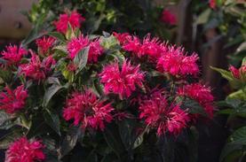 Bee Balm
