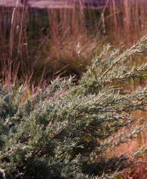 Eastern Redcedar