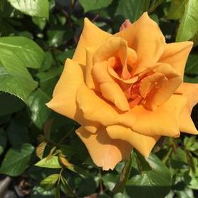 Shrub Rose