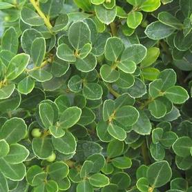 Japanese Holly