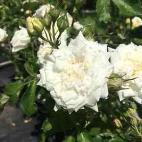 Groundcover Rose