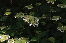 Smooth Hydrangea