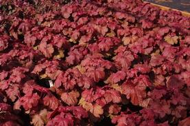 Coral Bells - Alum Root