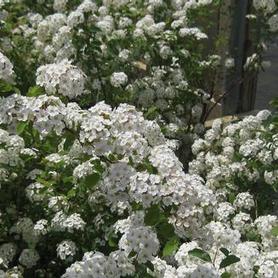 Vanhoutte Spirea