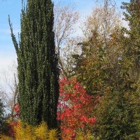 Japanese Holly