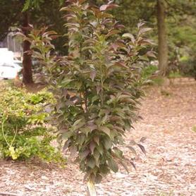 Japanese Snowbell