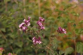 Hybrid Lilac