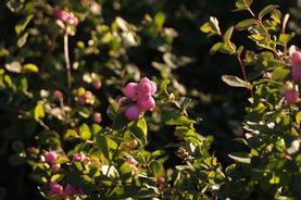 Coralberry
