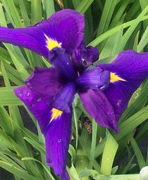 Japanese Iris