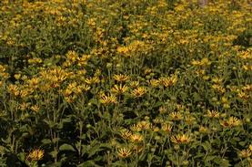 Sweet Coneflower