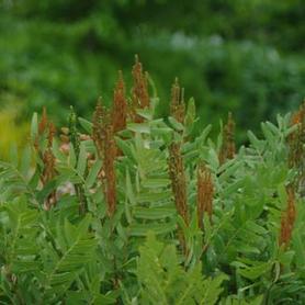 Royal Fern