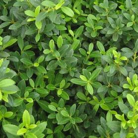 Japanese Holly