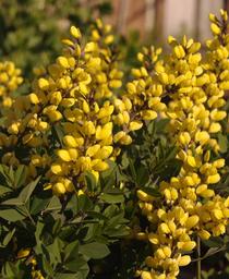 False Indigo