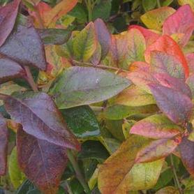 Highbush Blueberry