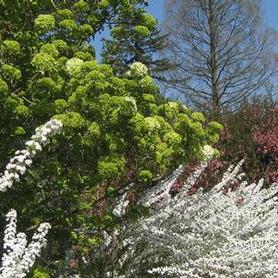 Chinese Snowball Viburnum