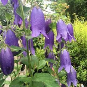 Bellflower