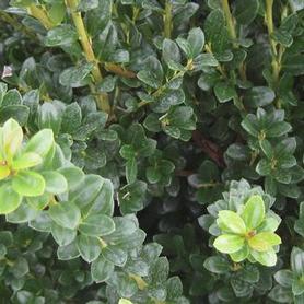 Japanese Holly