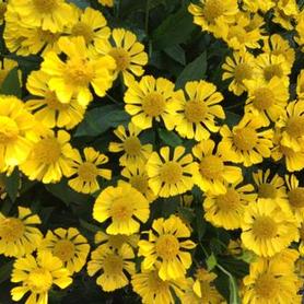 Sneezeweed