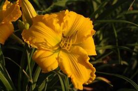 Daylily