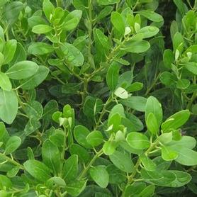 Inkberry Holly