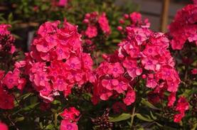Garden Phlox