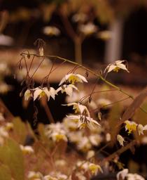 Barrenwort