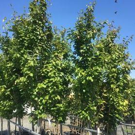 Persian Ironwood