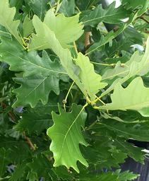 Hybrid Oak