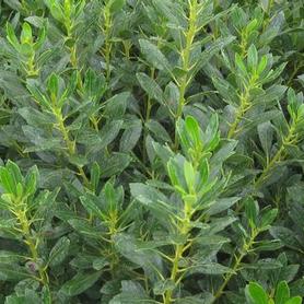 Dense Inkberry Holly