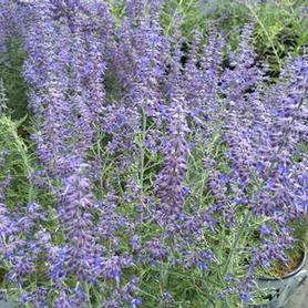 Russian Sage